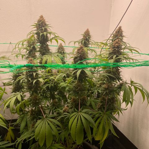 Purple Haze growlog timeline photo