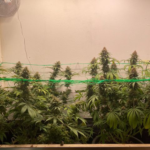 Purple Haze growlog timeline photo