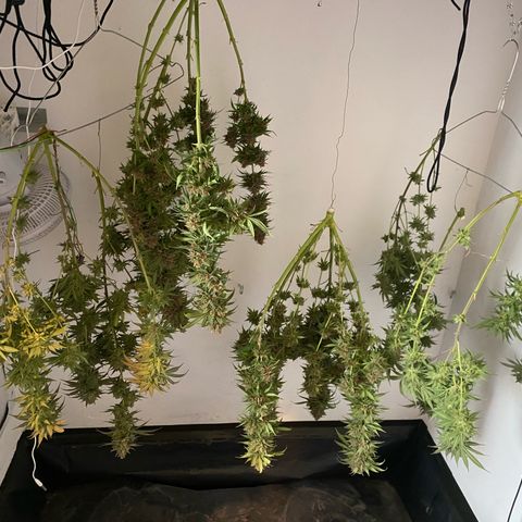 Purple Haze growlog timeline photo