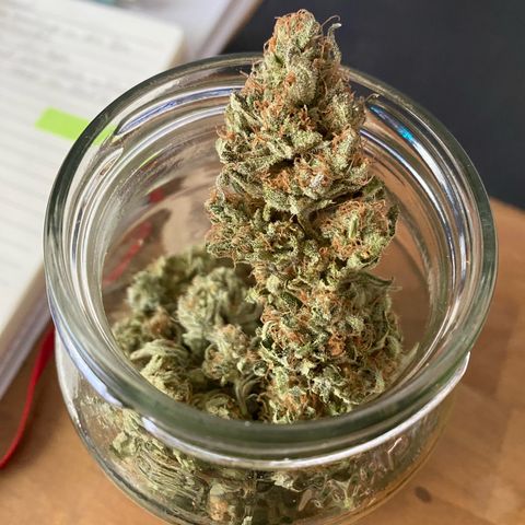 White Widow growlog timeline photo