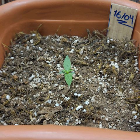 Comando Vermelho growlog photo: Apareceram uns pontos brancos