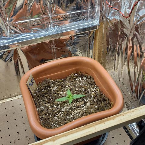 Comando Vermelho growlog photo: Grande hein