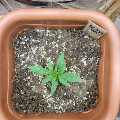 Comando Vermelho growlog photo: Enorme!