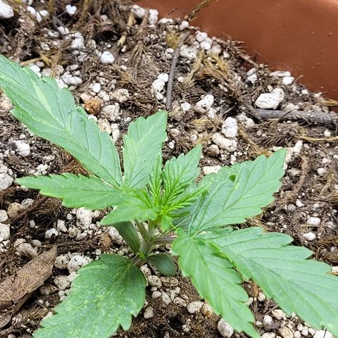 Comando Vermelho growlog photo: Já saindo um nó do primeiro