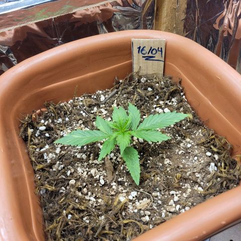 Comando Vermelho growlog photo: Noite