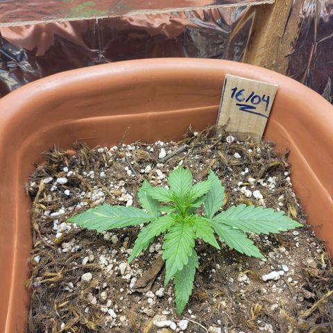 Comando Vermelho growlog timeline photo
