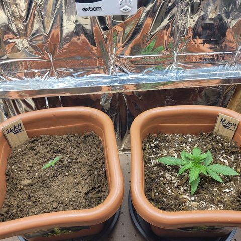 Comando Vermelho growlog photo: Noite