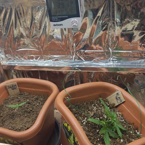 Comando Vermelho growlog photo: Lst