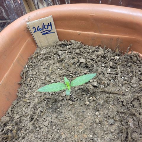 Tropa de Elite growlog photo: Noite