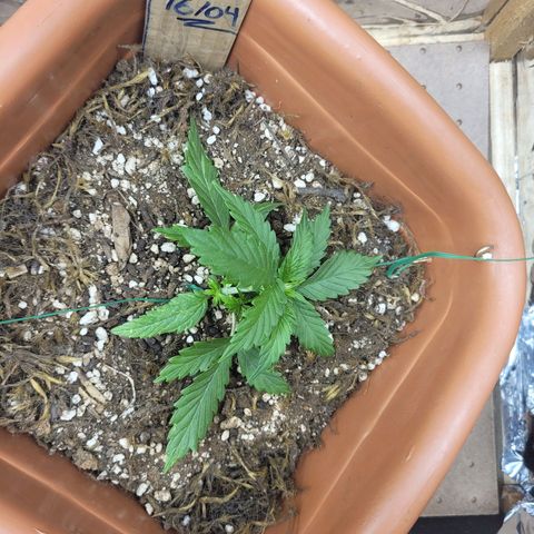 Comando Vermelho growlog photo: Noite
