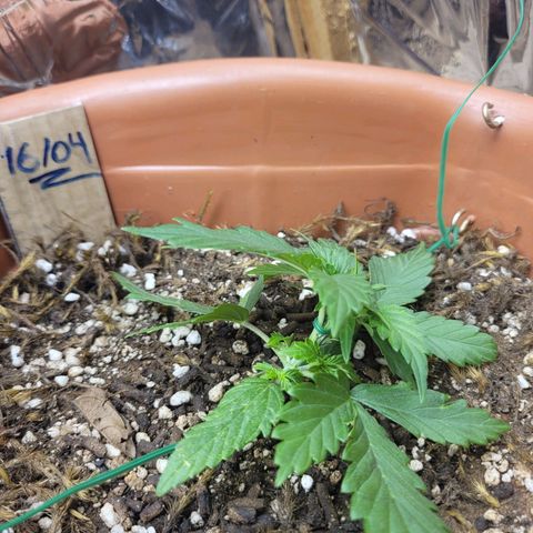 Comando Vermelho growlog timeline photo