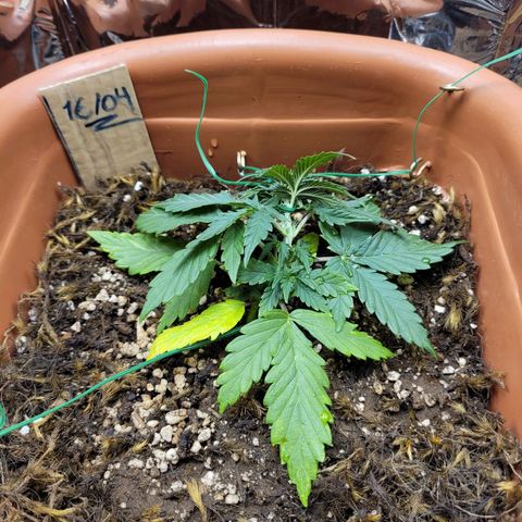 Comando Vermelho growlog photo: Mais LST...