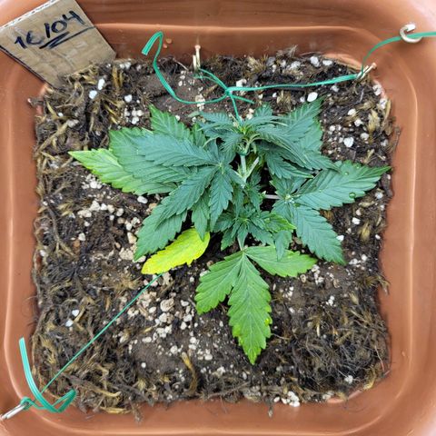 Comando Vermelho growlog photo: Mais LST...