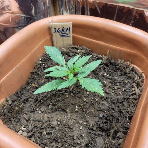 Tropa de Elite growlog photo: Crescendo
