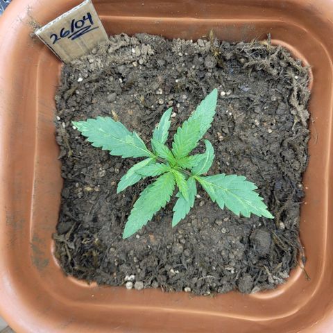 Tropa de Elite growlog photo: Crescendo