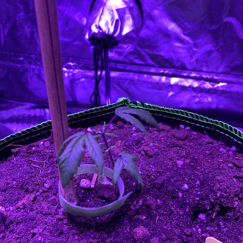Cheese2 growlog timeline photo