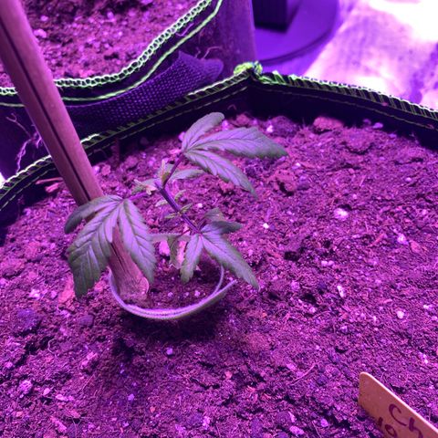 Cheese2 growlog timeline photo