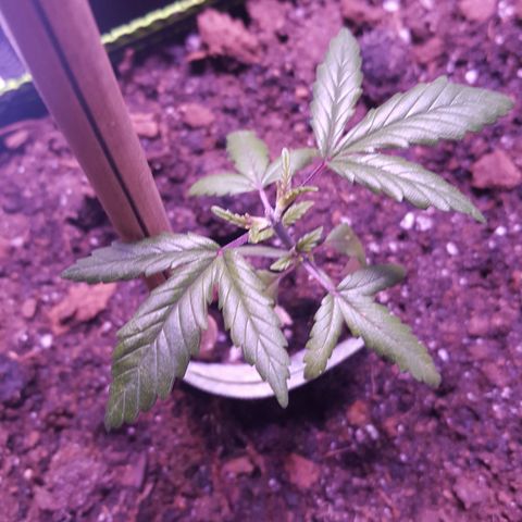 Cheese2 growlog timeline photo