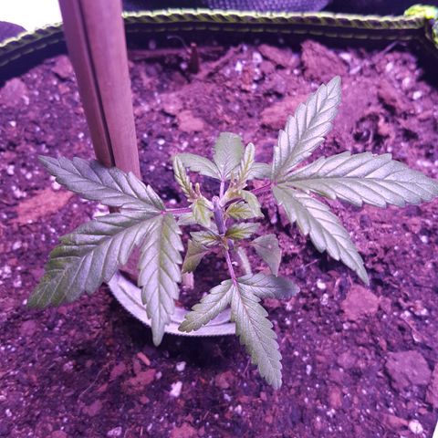 Cheese2 growlog timeline photo
