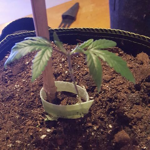 Cheese2 growlog photo: Trimmed