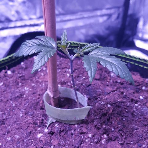 Cheese2 growlog timeline photo