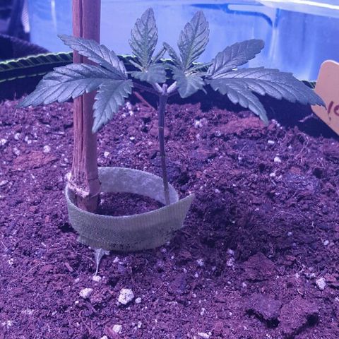 Cheese2 growlog timeline photo