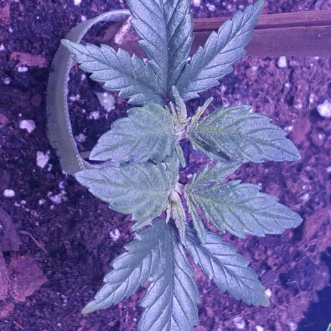 Cheese2 growlog timeline photo