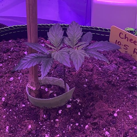 Cheese2 growlog timeline photo