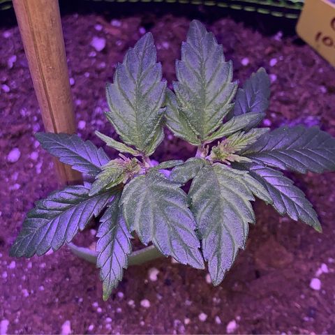 Cheese2 growlog timeline photo