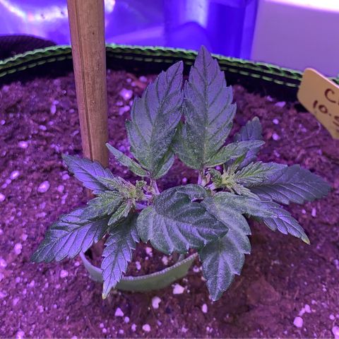 Cheese2 growlog timeline photo