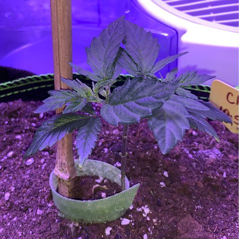 Cheese2 growlog timeline photo