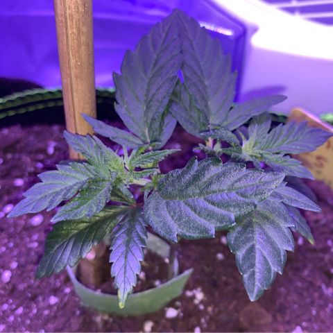 Cheese2 growlog timeline photo