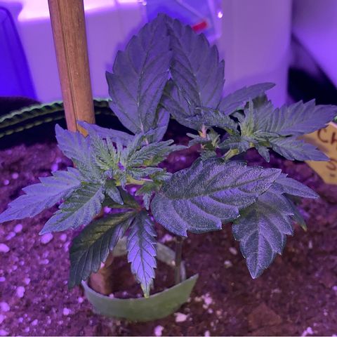 Cheese2 growlog timeline photo
