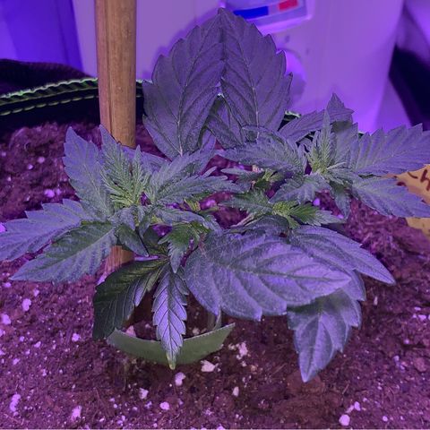 Cheese2 growlog timeline photo