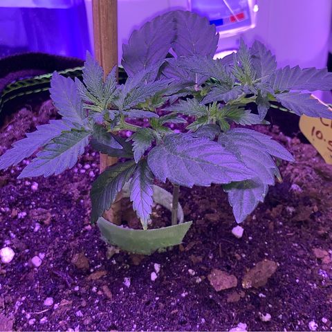Cheese2 growlog timeline photo