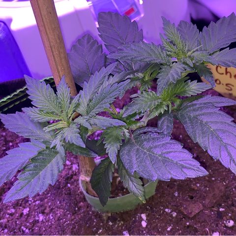 Cheese2 growlog timeline photo