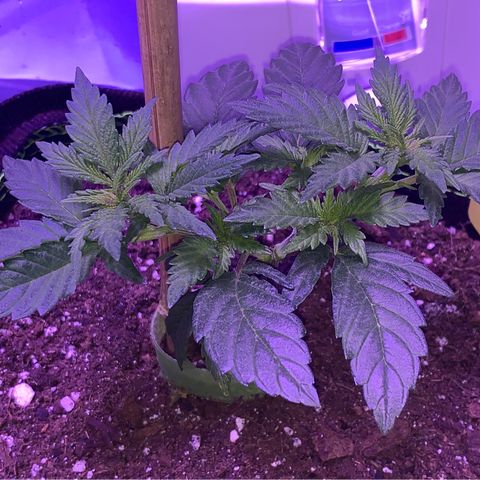 Cheese2 growlog timeline photo