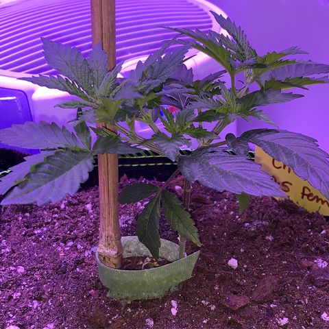 Cheese2 growlog timeline photo