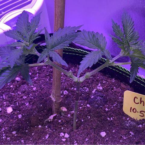 Cheese2 growlog timeline photo