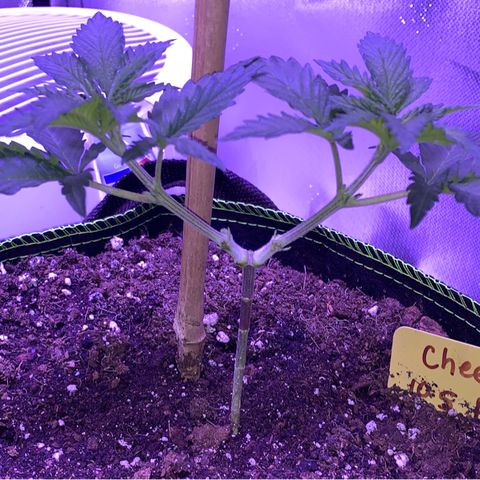 Cheese2 growlog timeline photo