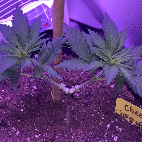 Cheese2 growlog timeline photo