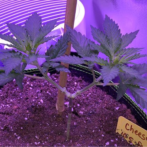 Cheese2 growlog timeline photo
