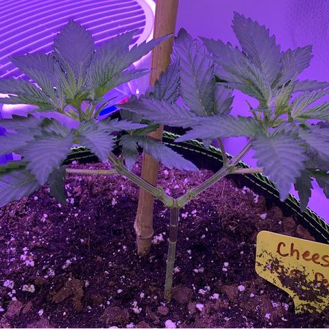 Cheese2 growlog timeline photo