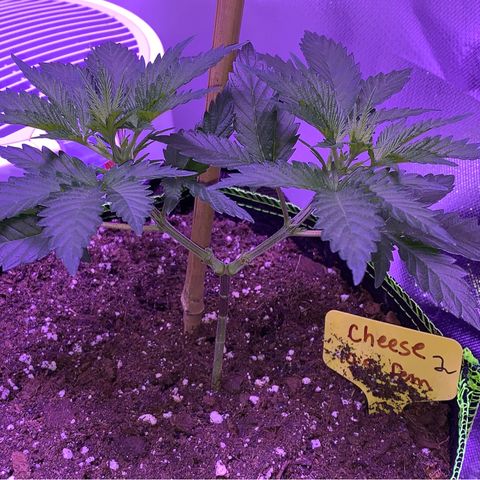 Cheese2 growlog timeline photo