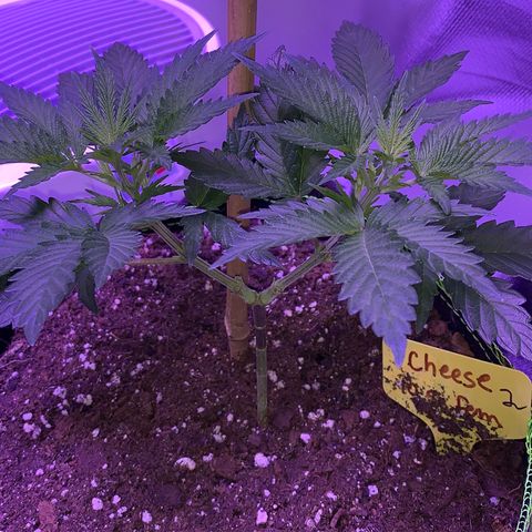 Cheese2 growlog timeline photo