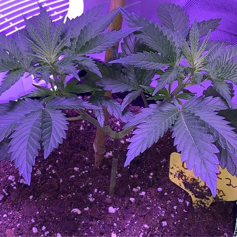 Cheese2 growlog timeline photo