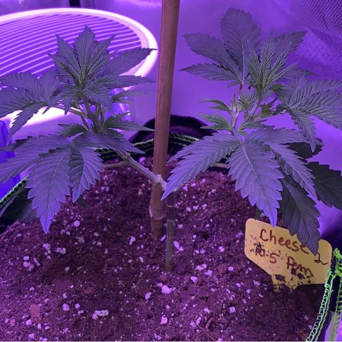 Cheese2 growlog timeline photo