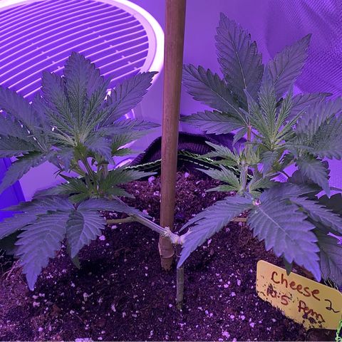 Cheese2 growlog timeline photo
