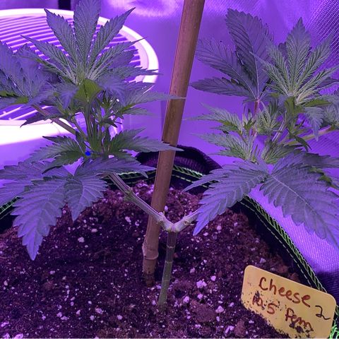 Cheese2 growlog timeline photo