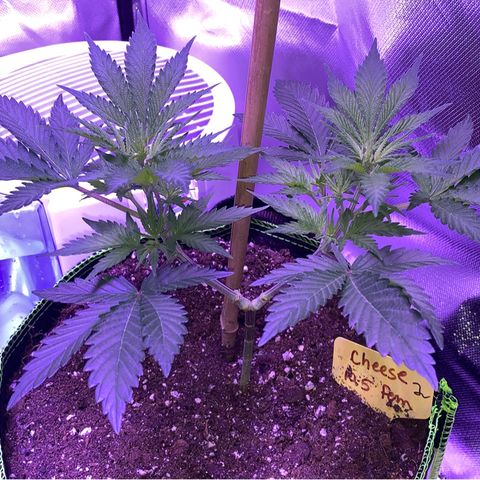 Cheese2 growlog timeline photo